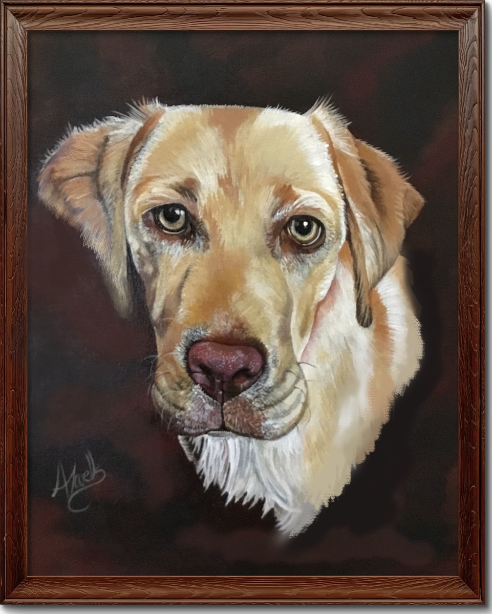 Harper the Labrador Harper the Labrador