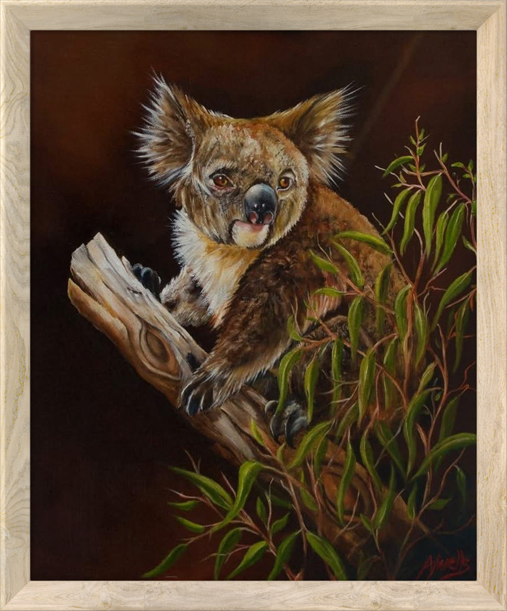 Kola bear Adilaide Kola bear Adilaide