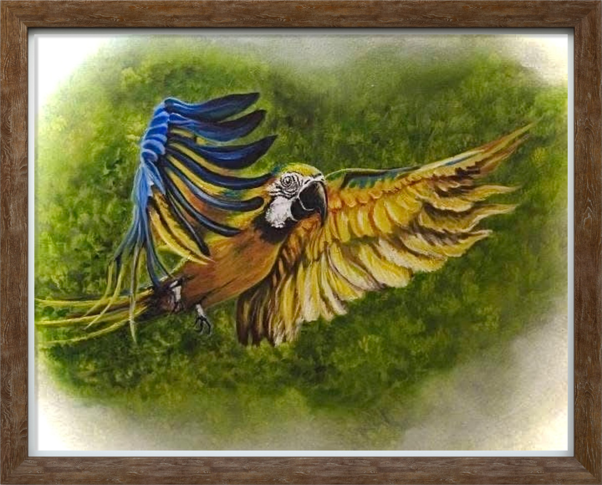 Macaw in Flight Macaw in Flight