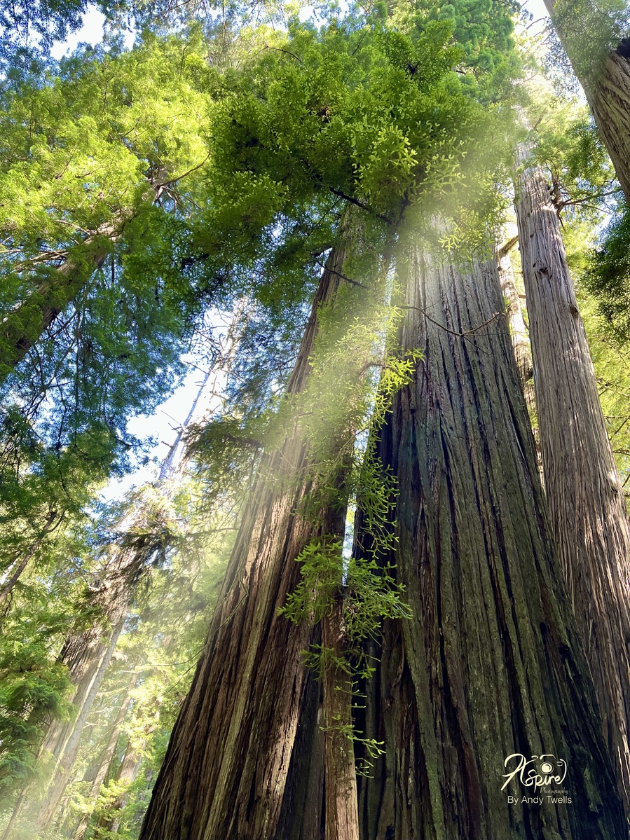 Redwoods California