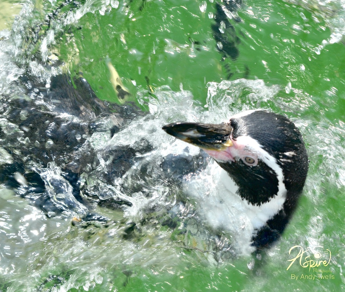 Splash at west middland safari park