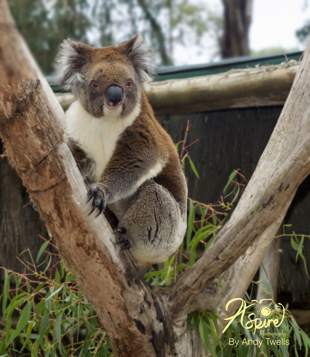 Koala Bear Adalaid