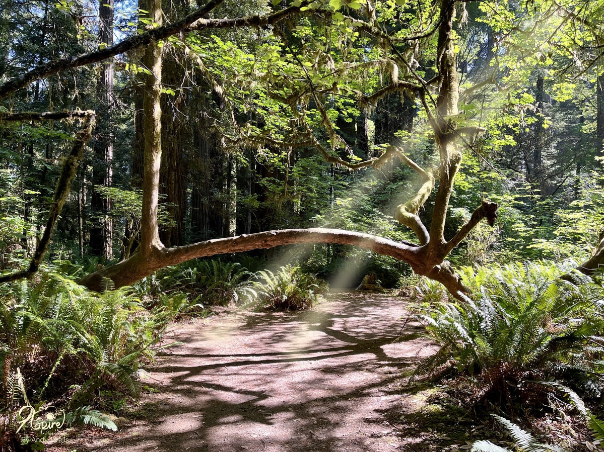 Redwood state Park 